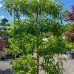 Broskyňa obyčajná (Prunus Persica) ´REDHAVEN´ výška: 200 cm, obvod kmeňa: 16/18 cm, kont. C70L - tvarovaná stena